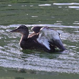 Mallard