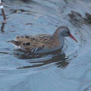 Water Rail