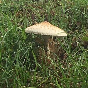 Parasol Mushroom