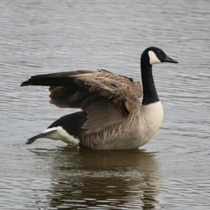 Canada Goose