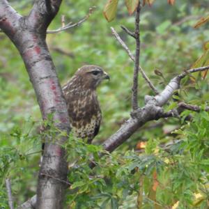 Mäusebussard