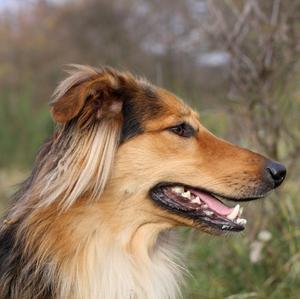 Unknown Breed