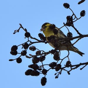 Eurasian Siskin