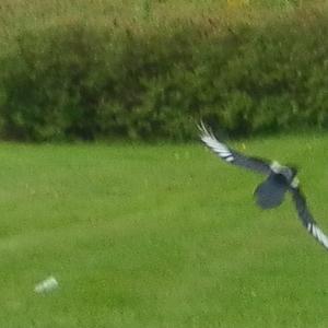 Black-billed Magpie