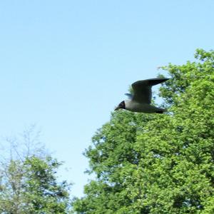 Black-headed Gull