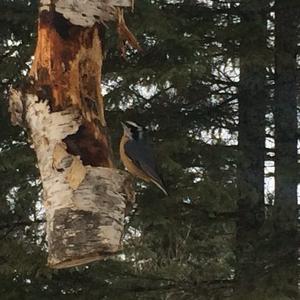 Red-breasted Nuthatch