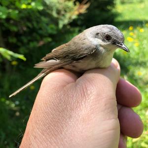 Lesser Whitethroat