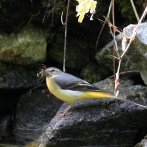 Grey Wagtail