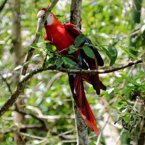 Scarlet Macaw