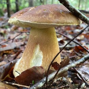 Summer Bolete