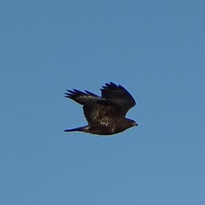 Common Buzzard