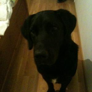 Unknown Breed