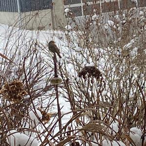 European Robin