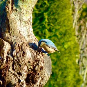 Wood Nuthatch