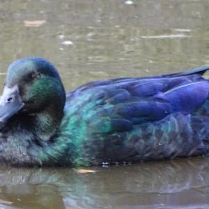 Mallard