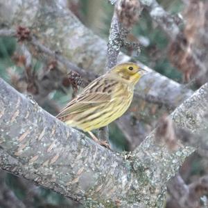 Yellowhammer