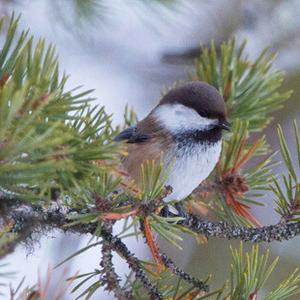 Siberian Tit