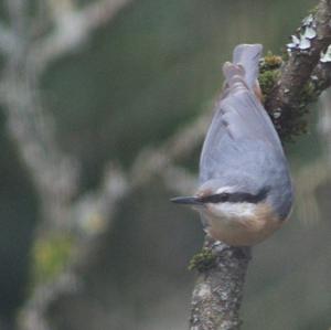 Wood Nuthatch