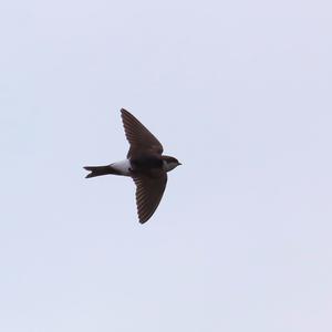 Northern House-martin