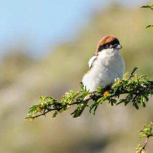 Woodchat Shrike