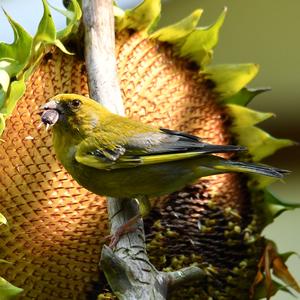 European Greenfinch