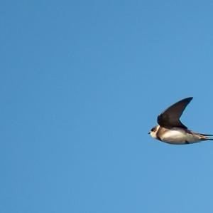 Barn Swallow