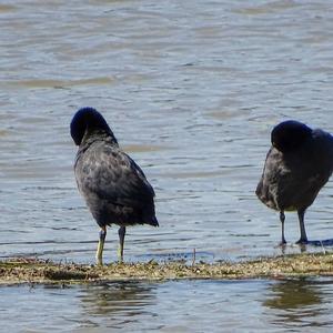 Common Coot