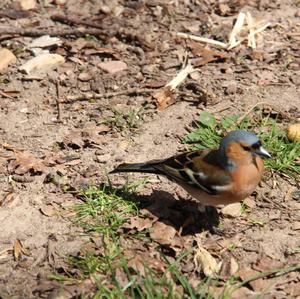 Eurasian Chaffinch