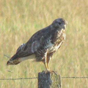 Common Buzzard