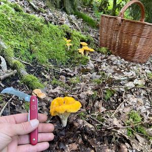 Chanterelle, Common