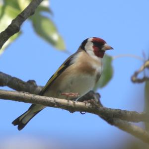 European Goldfinch