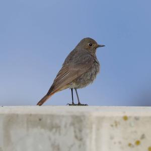 Black Redstart