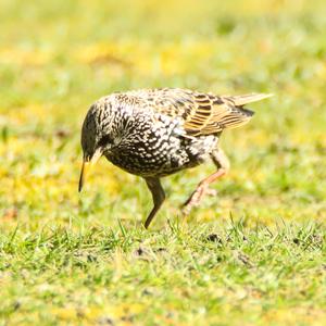 Common Starling