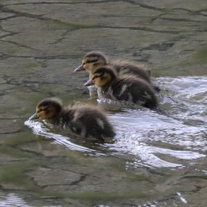 Mallard