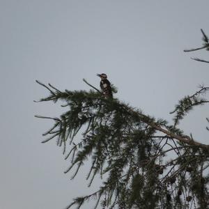 Great Spotted Woodpecker