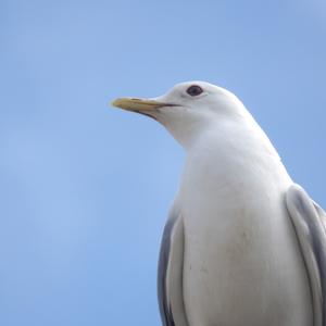 Mew Gull