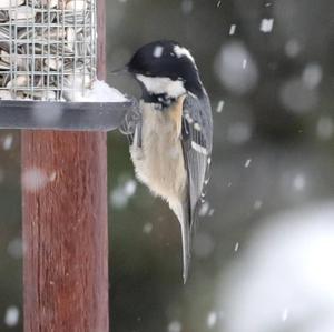 Coal Tit