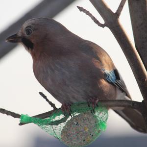 Eurasian Jay