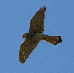 Common Kestrel