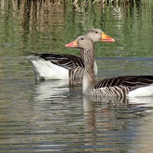 Greylag Goose