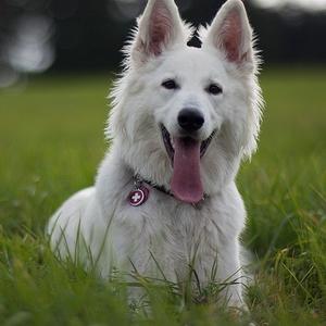 Berger Blanc Suisse