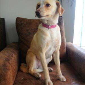 Unknown Breed
