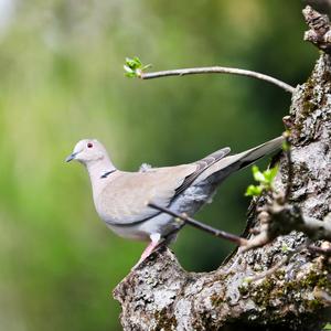 Eurasian Collared-dove