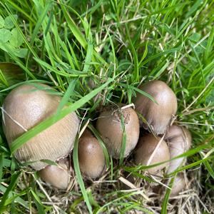 Non-inky Coprinus