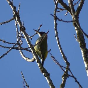 Eurasian Green Woodpecker