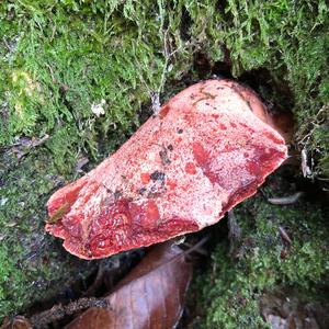 Beefsteak Polypore