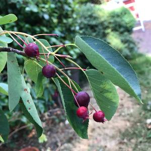 Unknown Species
