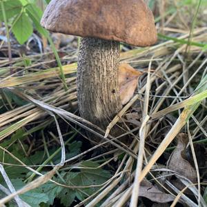 Orange Birch Bolete