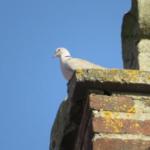 Eurasian Collared-dove