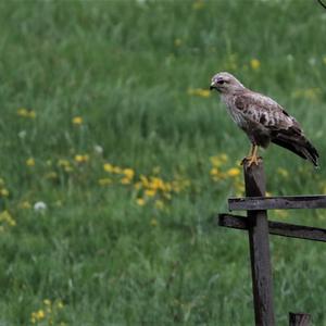 Mäusebussard